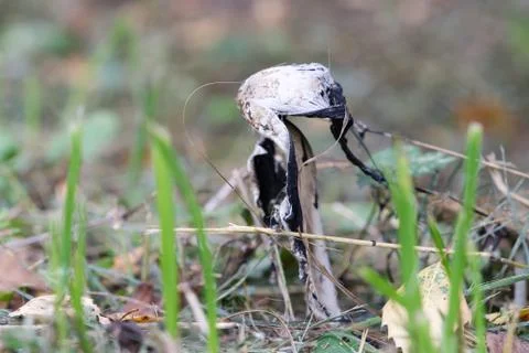 Coprinus comatus cap white gray mushroom Stock Photos