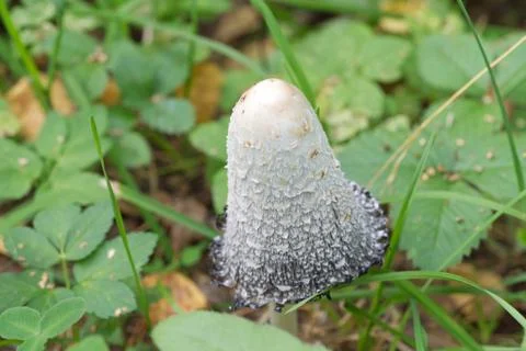 Coprinus comatus cap white gray mushroom Stock Photos