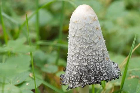 Coprinus comatus cap white gray mushroom Stock Photos