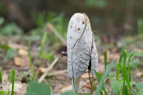 Coprinus comatus cap white gray mushroom Stock Photos