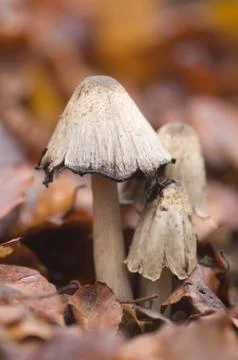 Coprinus comatus Stock Photos