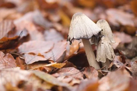 Coprinus comatus Stock Photos