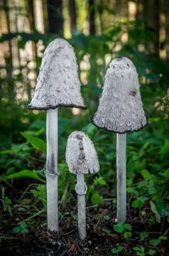 Coprinus comatus Stock Photos