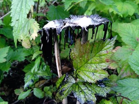 Coprinus comatus 写真素材
