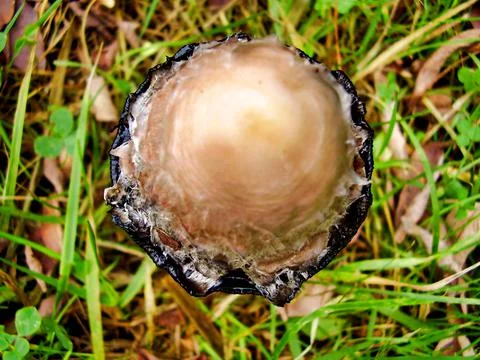 Coprinus comatus Stock Photos