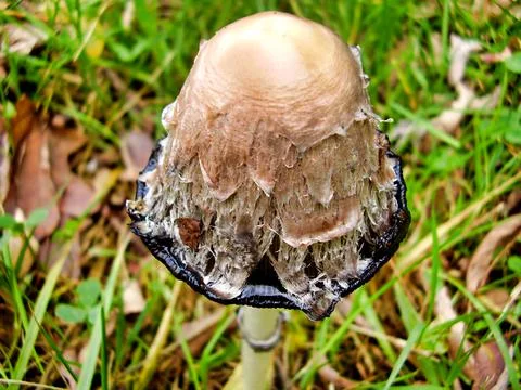 Coprinus comatus Stock Photos