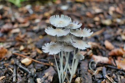 Coprinus lagopus. Stock Photos