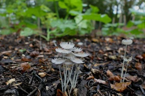 Coprinus lagopus Stock Photos