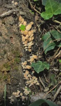 Coprinus mushrooms Stock Photos