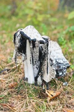 Coprinus Stock Photos