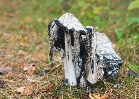 Coprinus Stock Photos
