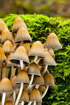 Coprinus silvaticus peck Stock Photos