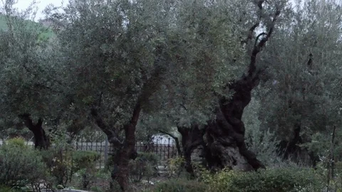 Copse of old olive trees growing in a garden Stock Footage 124031259