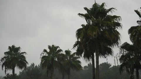 Copse of palm trees during a tropical downpour Stock Footage 157302257