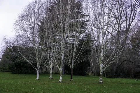A copse of silver birch trees in December Stock Photos