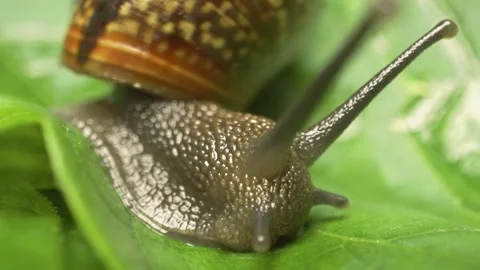Copse snail (Arianta arbustorum) crawling on leaf 스톡 동영상 332265034