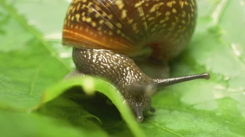 Copse snail (Arianta arbustorum) crawling on leaf 库存影片 332265093