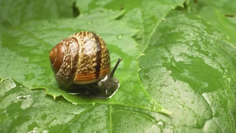 Copse snail (Arianta arbustorum) on leaf – detailed close-up 스톡 동영상 332264987