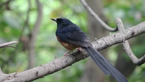 A Copsychus malabaricus perched on a bough, observing its surroundings. Stock Footage 335743453