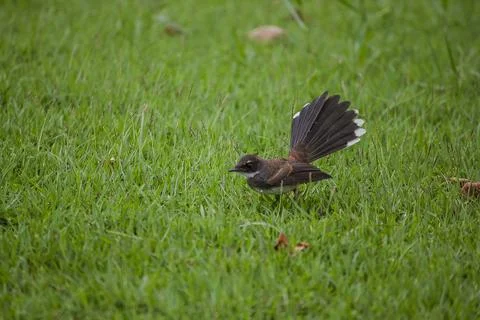 Copsychus saularis on the lawn. Stock Photos