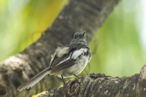 Copsychus saularis on the tree Stock Photos