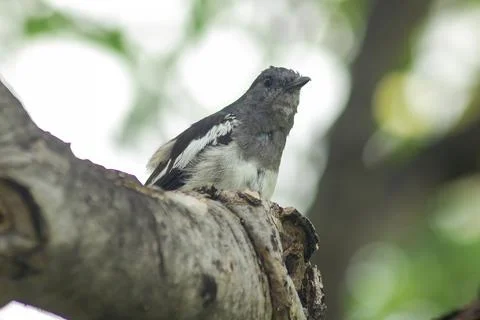 Copsychus saularis on the tree Stock Photos