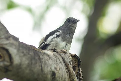Copsychus saularis on the tree Stock Photos