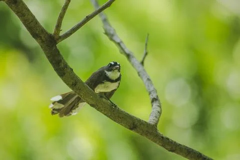 Copsychus saularis is on the tree Stock Photos