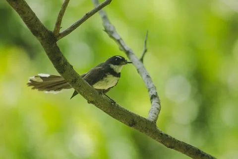 Copsychus saularis is on the tree Stock Photos