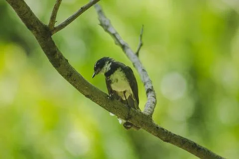 Copsychus saularis is on the tree Stock Photos