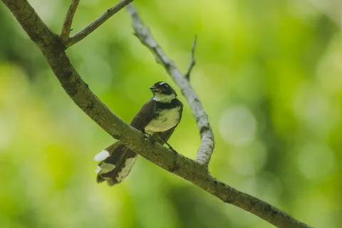 Copsychus saularis is on the tree Stock Photos