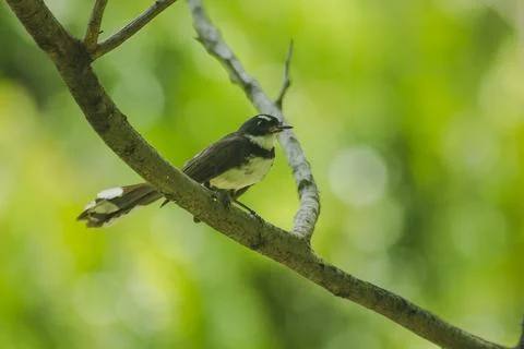Copsychus saularis is on the tree Stock Photos