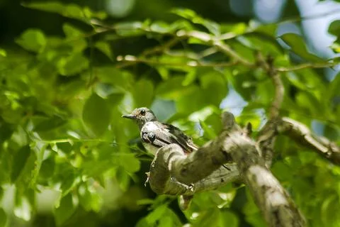 Copsychus saularis is on the tree Stock Photos
