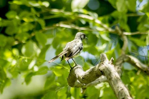 Copsychus saularis is on the tree Stock Photos