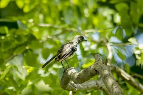 Copsychus saularis is on the tree Stock Photos