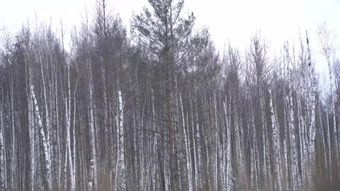 Copter 4k Stock Footage 264833800