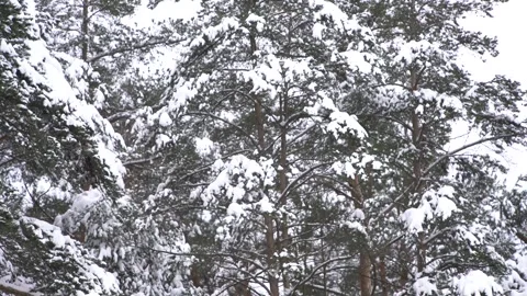 Copter 4k Stock Footage 264834327