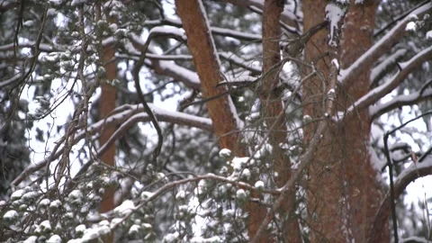 Copter 4k Stock Footage 264834428