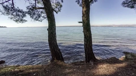 Copter adventure flight between two trees to the sea. Aerial, 4k Stock Footage 60589348
