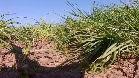 Copter DJI Phantom Stock Footage 123518303