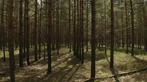 Copter flies back between the trunks of young pines, in the summer, Sunny forest Stock Footage 113515333
