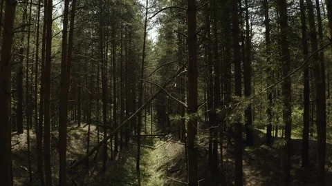 Copter flies between the branches in a pine forest to a fallen tree Stock Footage 113516413