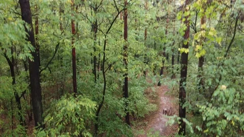 The copter flies down in the forest, vertically down, Stock Footage 220659918