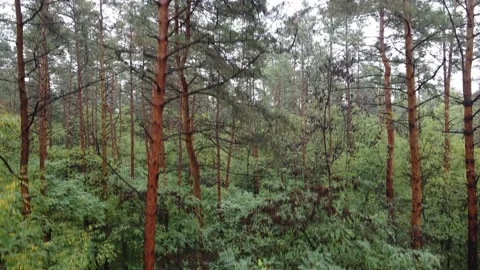 The copter flies up in the forest, along the tree trunk Stock-Footage 220766654