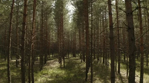 Copter flies forward through the pine forest on a Sunny day Stock Footage 113516745