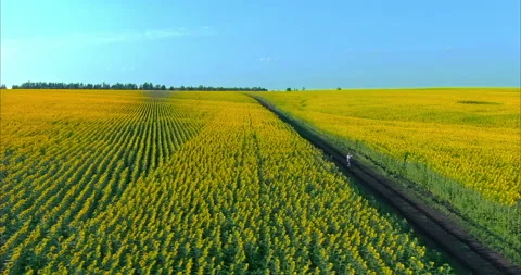 Copter flies over endless fields with blooming sunflowers, a rich harvest. Woman Stock Footage 160504277