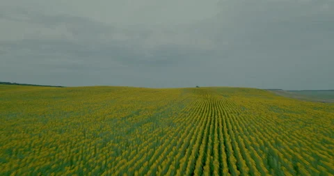 Copter flies over a field with blooming sunflowers, blue sky. Lots of golden Stock Footage 218980587