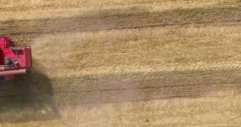 Copter flies over the field, a modern combine harvester collects ears of wheat Stock Footage 161764597