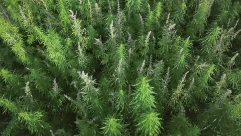 Copter flies over a field of wild growing hemp Stock Footage 147190411
