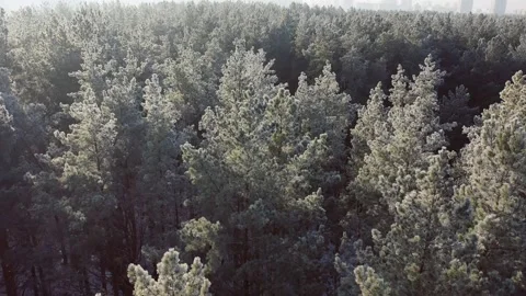 Copter flies over snowy forest at dawn. Nice top view. Stock Footage 143775705
